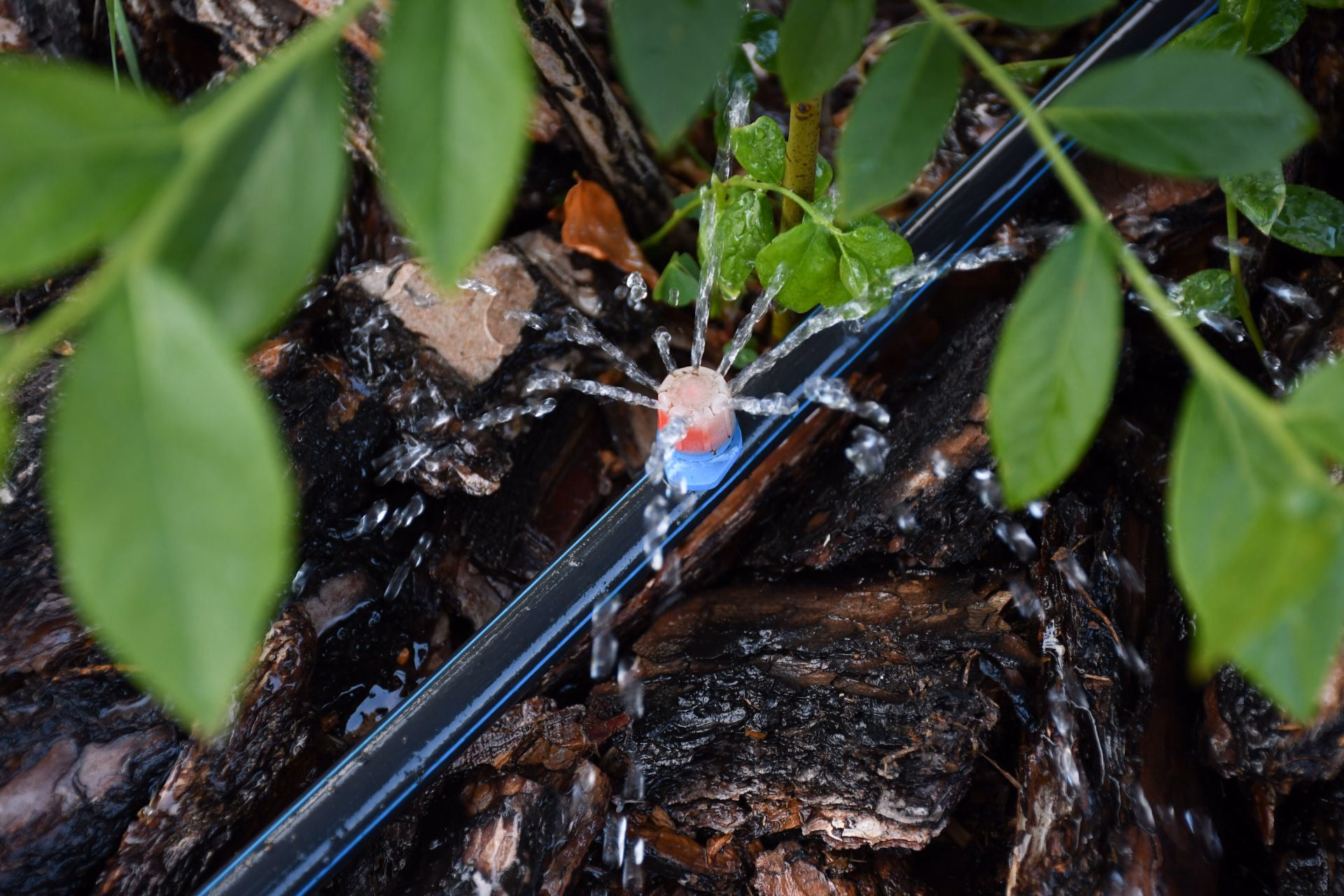 Drip irrigation line watering a plant at its roots