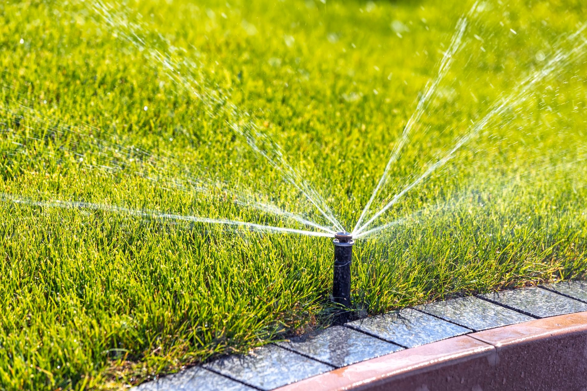 Pop-up spray head watering the edge of a green lawn